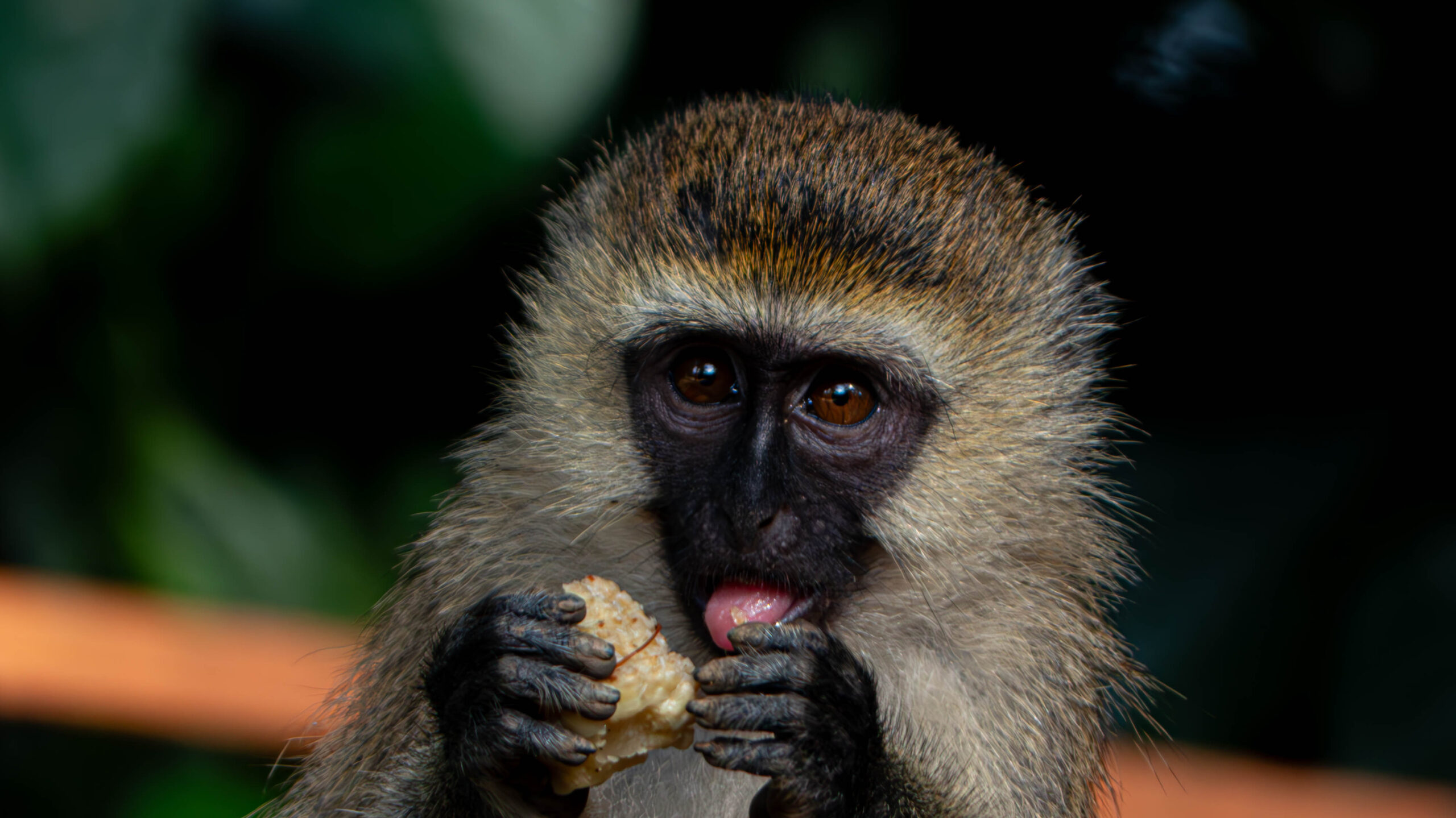 Bwindi Impenetrable National Park