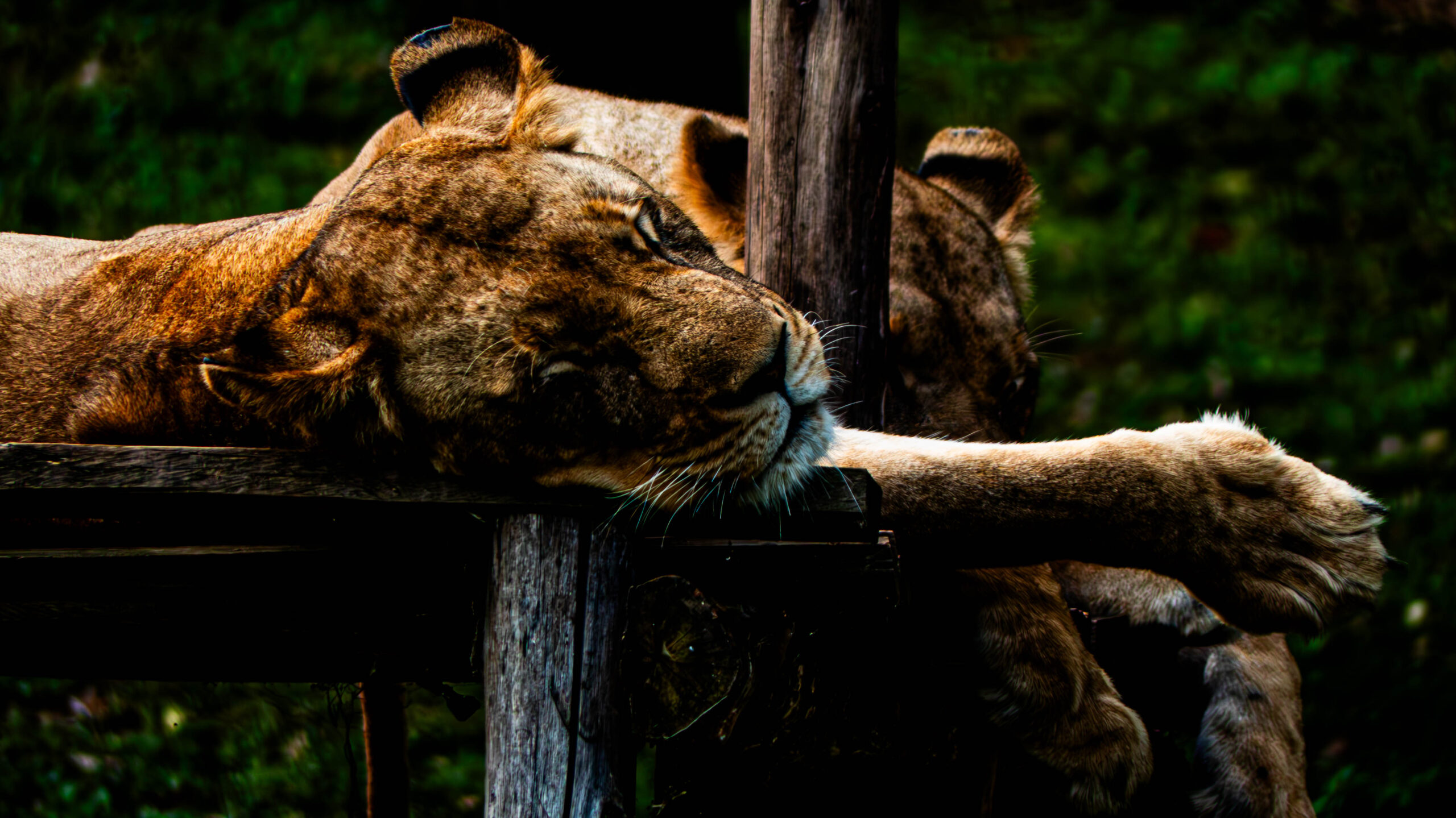 Murchison Falls National Park